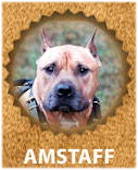 Amstaff