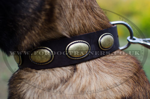 new dog collars for Belgian Malinois UK