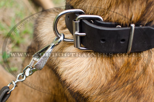 buy Malinois dog collar online