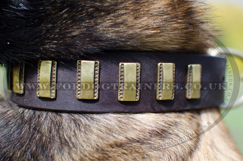 Belgian Malinois dog collar buy online