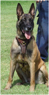 Belgian Malinois Walking leather dog harness UK, Top Quality