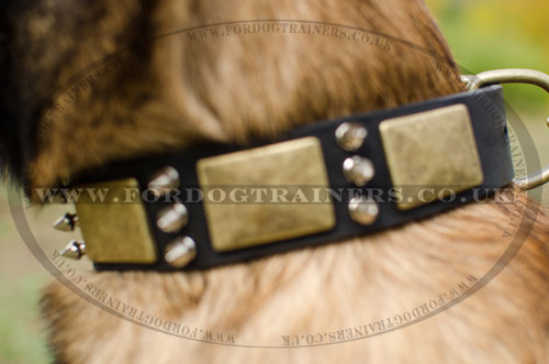 spiked dog collar for Belgian Malinois