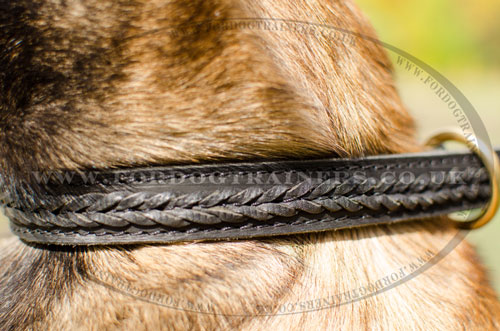training dog collar for Belgian Malinois online