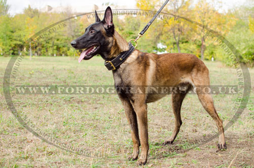 buy braided dog collar for Belgian Shepherd online