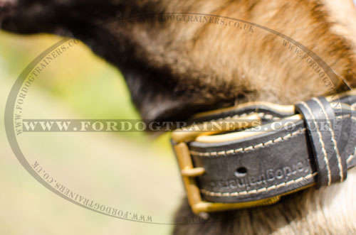 leather dog collar with metal buckle for Belgian Shepherd online UK