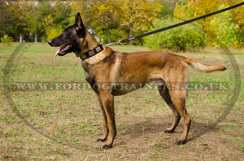 strong dog collar for Belgian Shepherd