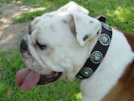English Bulldog Leather Dog Collar UK with Blue Stones