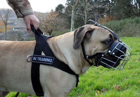 Nylon Dog Harness for Boerboel Mastiff