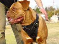 Agitation Leather Dog Harness UK for Dogue De Bordeaux Agitation Leather Dog Harness UK for Dogue De Bordeaux