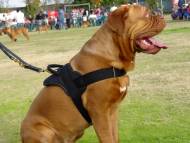 Dogue De Bordeaux Nylon dog harness, UK Bestseller Dogue De Bordeaux Nylon dog harness, UK Bestseller