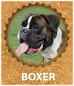 Boxer breed