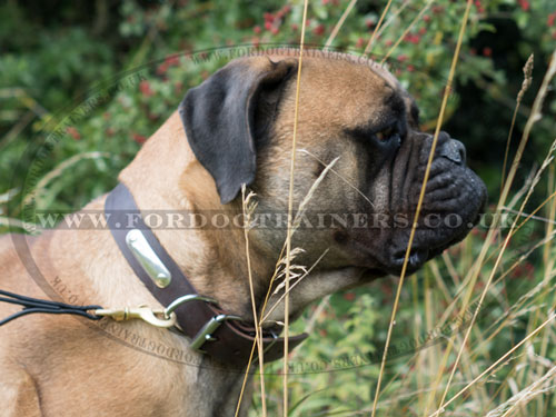 Handmade Personalized Leather Dog Collar for Bullmastiff