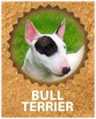 Bull terrier