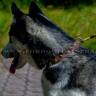 Siberian Husky Dog Collar with Belt Buckle Closure and Square Adornments