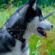 Best Husky Dog Collar Silver-Studded Design