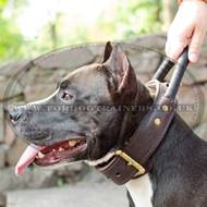 American Staffordshire Bull Terrier Strong Collar with Handle