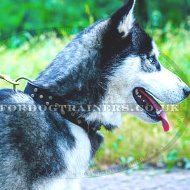 Siberian Husky Dog Collar with Brass Buckle and Studs