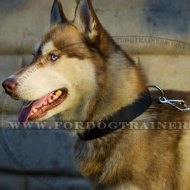 Siberian Husky Dog Collar in Nylon with Metal Belt Buckle