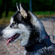 Nylon Quick Release Dog Collar for Husky