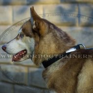ID Dog Collar Size for Husky in Nylon