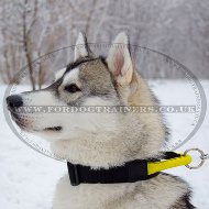 Strong Nylon Husky Dog Collar with Handle