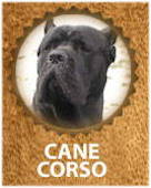 Cane Corso