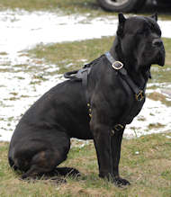 Exclusive Handcrafted Padded Leather Harness for Cane Corso Exclusive Handcrafted Padded Leather Harness for Cane Corso