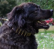 Posh Gold Spiked Dog Collar for Caucasian Shepherd 3 in Wide