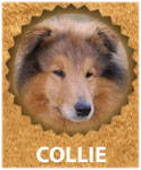Collie breed
