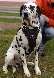 Exclusive Handcrafted Padded Leather Harness for Dalmatian