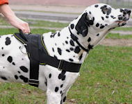 Dalmatian Nylon multi-purpose dog harness Dalmatian Nylon multi-purpose dog harness