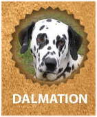 Dalmatian