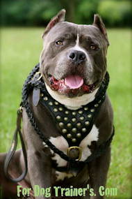 Amstaff Studded Walking Dog Leather Harness, UK Bestseller Amstaff Studded Walking Dog Leather Harness, UK Bestseller
