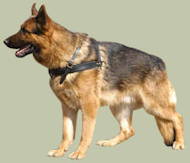 German Shepherd Harness for tracking, pulling and walking