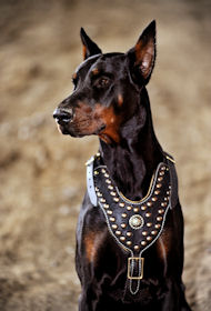 Luxury Dog Harness for Doberman | Doberman Dog Harness Padded Luxury Dog Harness for Doberman | Doberman Dog Harness Padded