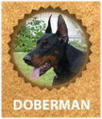 Doberman breed