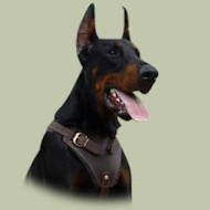 Doberman Protection/Attack Leather Dog Harness UK, best offer! Doberman Protection/Attack Leather Dog Harness UK, best offer!