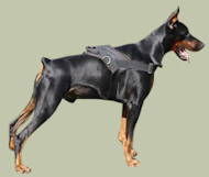 Dobermann Nylon multi-purpose dog harness Dobermann Nylon multi-purpose dog harness