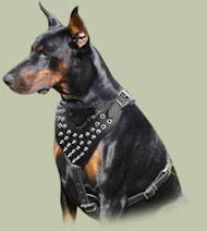 Doberman Harness Spiked Leather Design | Spiked Dog Harness UK Doberman Harness Spiked Leather Design | Spiked Dog Harness UK