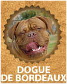 Dogue de Bordeaux