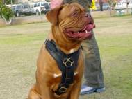 Dogue de Bordeaux Luxury Handcrafted Padded Leather Harness Dogue de Bordeaux Luxury Handcrafted Padded Leather Harness