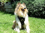 Exclusive Handcrafted Padded Leather Harness for Collie UK Exclusive Handcrafted Padded Leather Harness for Collie UK
