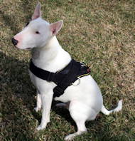 Bull Terrier NylonK9 harness for tracking/pulling Bull Terrier NylonK9 harness for tracking/pulling