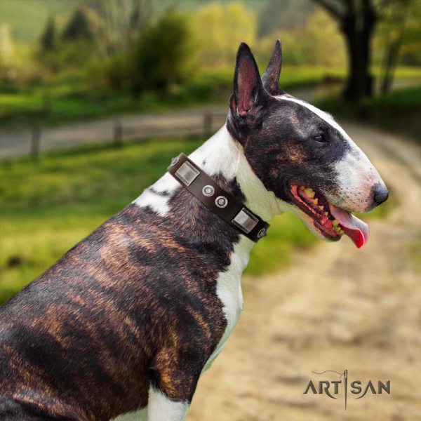 English Bull Terrier Dog Collar with Studs