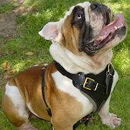 Attack Leather Padded Dog Harness UK H1 for English Bulldog