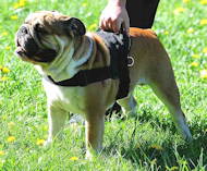 English Bulldog nylon multi-purpose dog harness uk H6