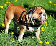 English Bulldog Tracking /Pulling/Walking Leather Dog Harness