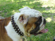 Leather dog collar for English Bulldog, 2 rows spikes