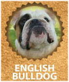 English Bulldog