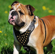 Studded Walking Dog Leather Harness H15 for English Bulldog